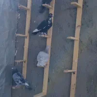 پرنده|پرنده|جغتای, |دیوار