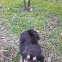 پامر نر و ماده