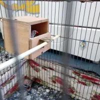 فنچ|پرنده|بهارستان, |دیوار