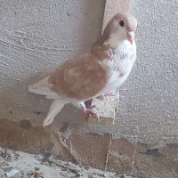 فروش ۳ ۴ تا کفتر گرفتنی به قیمت سربری