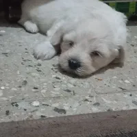 توله شیتزو|سگ|آبادان, |دیوار