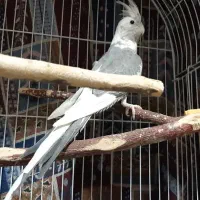 عروس هلندی ماده