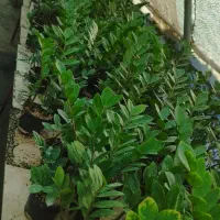 گل زاموفیلیا