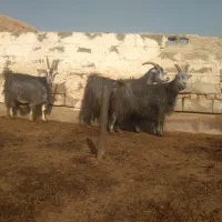 ۳ راس بز آبستن سنگین کبود