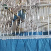 مرغ عشق از هر لحاظ بشرط کامل با وسایل