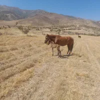 مادیان به همراه کره اش
