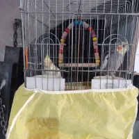 عروس هلندی|پرنده|وحیدیه, |دیوار