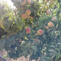 راهنمایی سفر به بندرعباس|فعالیت داوطلبانه|بندرعباس, |دیوار