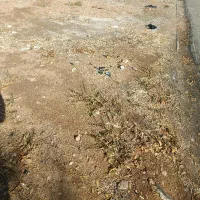 زمین ۱۹۲متری بلوار طلاییه سبحان