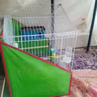 مرغ عشق روی تخم