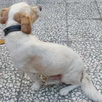 حیوانات خانگی|سگ|کاشان, شهرک انقلاب|دیوار