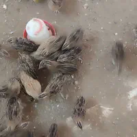 بلدرچین 45روزه