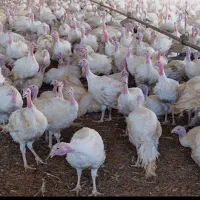 بوقلمون گوشتی