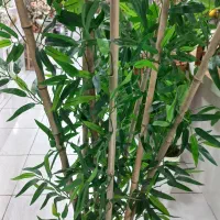 درختچه بامبو خیزران