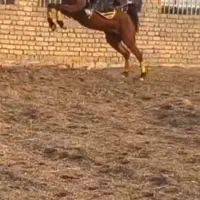 اسب|اسب و تجهیزات اسب‌سواری|تویسرکان, |دیوار