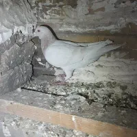 کبوتر کفتر هوایی پرشی جفتگاه|پرنده|مشهد, آزادشهر|دیوار