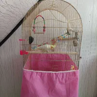 فروش فوری|پرنده|اسلامآباد غرب, |دیوار