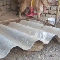 واگذاری سگ