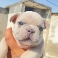 فرنچ بولداگ|سگ|شاهینشهر, مخابرات (شهید بهشتی)|دیوار