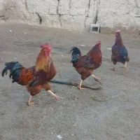 سه عدد خروس فروشی