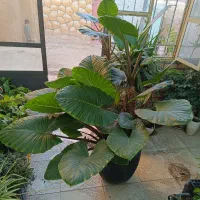 گل بابا آدم تنه قرمز