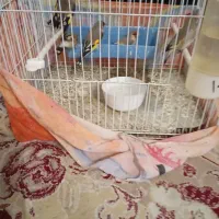 سهره نر|پرنده|بیرجند, |دیوار