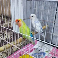 عروس و کوتوله