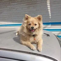 پنی خانوم خارجی