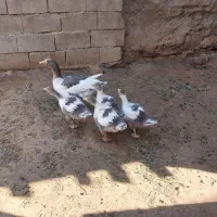 غاز|حیوانات مزرعه|اسدآباد, |دیوار