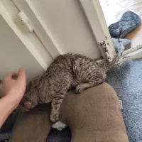 واگذاری گربه بازیگوش