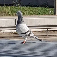 کبوتر مسافتی ماده