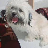 حیوانات خانگی|سگ|قزوین, |دیوار