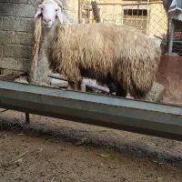 بره گوسفند نر قوچ تخمی|حیوانات مزرعه|قائمشهر, |دیوار