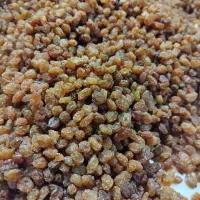 کشمش زرد و طلایی|خوردنی و آشامیدنی|شیروان (خراسان), |دیوار