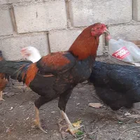 یک عدد خروس دورگ