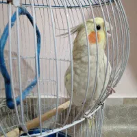 عروس هلندی زیبا|پرنده|ساوه, |دیوار