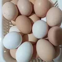 تخم مرغ محلی نطفه دار ۲۰هزار تومن