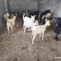 فروش بز سانن|حیوانات مزرعه|یاسوج, |دیوار