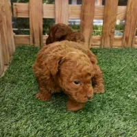 فروش انواع پامر ،پودل