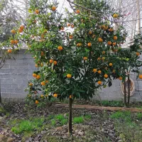 باغ  نهال کاری شده به متراژ 1181متر