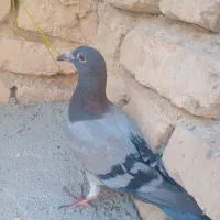 دوتا کفتر