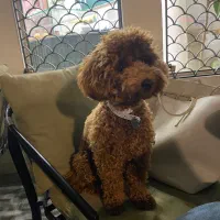 پودل نر ۱۰ ماهه