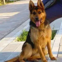 ژرمن وورک 15 ماهه