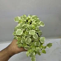 تعدادی بنفشه آفریقایی|گل و گیاه طبیعی|تهران, اختیاریه|دیوار