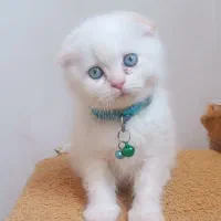 گربه میکس پرشین اسکاتیش