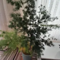 یه عدد گل زیبا و سرحال