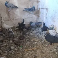 کبوتر|پرنده|پشتکوه (سیستان و بلوچستان), |دیوار