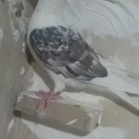 سه تا کبوتر پرشی|پرنده|اسفراین, |دیوار