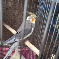 عروس هلندی