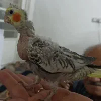 جوجه عروس سالم